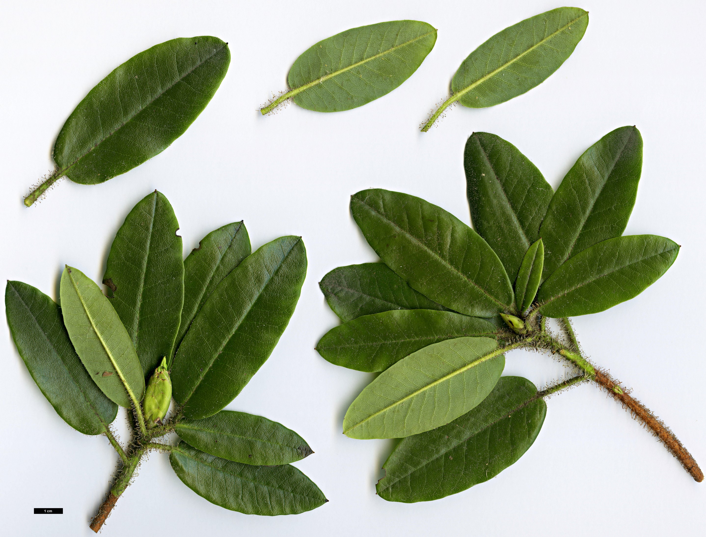 High resolution image: Family: Ericaceae - Genus: Rhododendron - Taxon: selense - SpeciesSub: subsp. dasycladum High resolution image: Family: Ericaceae - Genus: Rhododendron - Taxon: selense - SpeciesSub: subsp. dasycladum